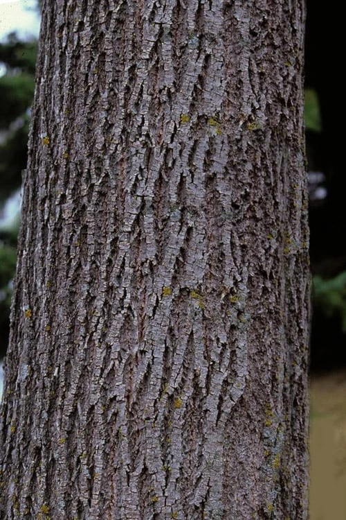 American Basswood Tree (Tilia Americana) - 3 Gallon Pot 6 American Basswood Tree (Tilia Americana) - 3 Gallon Pot - Image 6