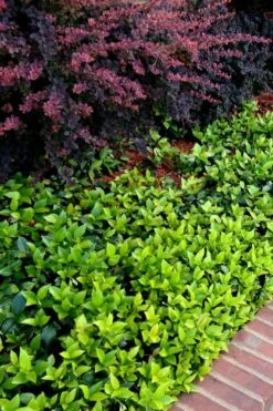 Asian Jasmine - Asiatic Jasmine - 1 Gallon Pot -Plant Series Shop trachelospermum asiaticum asian jasmine 2 2