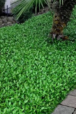 Asian Jasmine - Asiatic Jasmine - 1 Gallon Pot -Plant Series Shop trachelospermum asiaticum asian jasmine 3 2