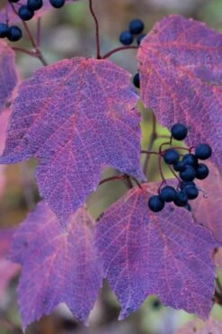 Maple Leaf Viburnum - 3 Gallon Pot -Plant Series Shop viburnum acerifolium maple leaf 3 2