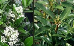 Mirror Leaf Sweet Viburnum - 7 Gallon Pot (3-4') -Plant Series Shop viburnum awabuki chindo 4