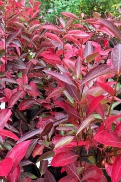 Winterthur Viburnum - 3 Gallon Pot -Plant Series Shop viburnum nudum winterthur 100 1