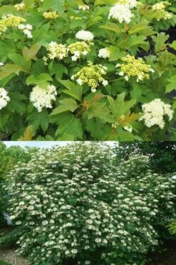 Dwarf European Cranberry Bush - 5 Gallon Pot -Plant Series Shop viburnum opulus compactum dwarf european cranberry bush 10 1