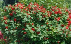 Dwarf European Cranberry Bush - 5 Gallon Pot -Plant Series Shop viburnum opulus compactum dwarf european cranberry bush 2 1