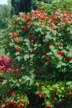 Dwarf European Cranberry Bush - 5 Gallon Pot -Plant Series Shop viburnum opulus compactum dwarf european cranberry bush 3 1