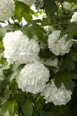 Eastern Snowball Viburnum Bush - 3 Gallon Pot -Plant Series Shop viburnum opulus sterile eastern snowball 2 1