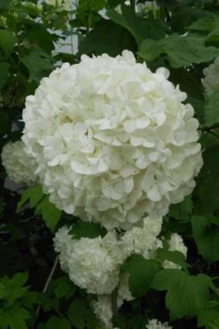 Eastern Snowball Viburnum Bush - 3 Gallon Pot -Plant Series Shop viburnum opulus sterile eastern snowball 3 1