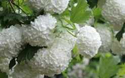 Eastern Snowball Viburnum Bush - 3 Gallon Pot -Plant Series Shop viburnum opulus sterile eastern snowball 4 1