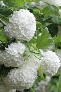 Eastern Snowball Viburnum Bush - 3 Gallon Pot -Plant Series Shop viburnum opulus sterile eastern snowball 5 1