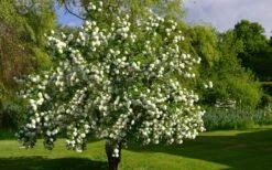 Eastern Snowball Viburnum Bush - 3 Gallon Pot -Plant Series Shop viburnum opulus sterile eastern snowball 9 1
