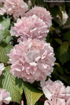 Kern's Pink Snowball Viburnum Bush - 2 Gallon Pot -Plant Series Shop viburnum plicatum kerns pink snowball 3