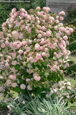 Kern's Pink Snowball Viburnum Bush - 2 Gallon Pot -Plant Series Shop viburnum plicatum kerns pink snowball 9