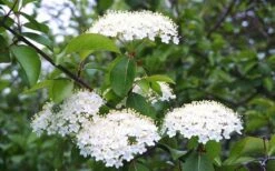 Blackhaw Viburnum - 3 Gallon Pot 13 Blackhaw Viburnum - 3 Gallon Pot -Plant Series Shop viburnum prunifolium black haw 4 1
