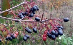 Blackhaw Viburnum - 2 Gallon Pot -Plant Series Shop viburnum prunifolium black haw 5