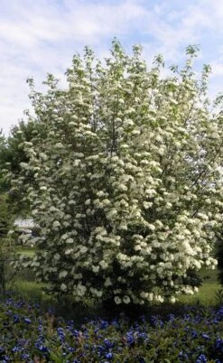 Blackhaw Viburnum - 3 Gallon Pot 11 Blackhaw Viburnum - 3 Gallon Pot -Plant Series Shop viburnum prunifolium black haw 7 1