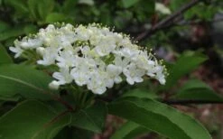 Blackhaw Viburnum - 2 Gallon Pot -Plant Series Shop viburnum prunifolium black haw 9