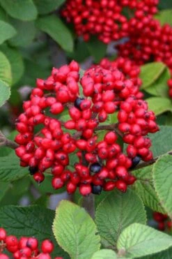Alleghany Viburnum - 1 Gallon Pot 9 Alleghany Viburnum - 1 Gallon Pot -Plant Series Shop viburnum rhytidophylloides alleghany 4