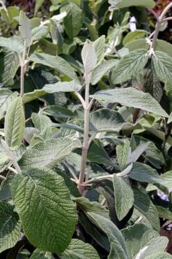 Willowwood Viburnum - 3 Gallon Pot -Plant Series Shop viburnum rhytidophylloides willowwood 6