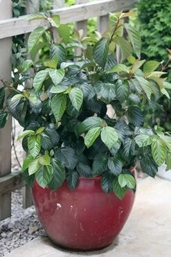 Shiny Dancer Viburnum - 2 Gallon Pot -Plant Series Shop viburnum shiny dancer 26