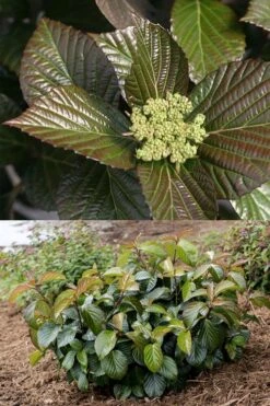 Shiny Dancer Viburnum - 2 Gallon Pot -Plant Series Shop viburnum shiny dancer 27