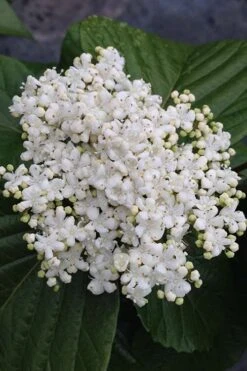 Shiny Dancer Viburnum - 2 Gallon Pot -Plant Series Shop viburnum shiny dancer 4 500x750 1