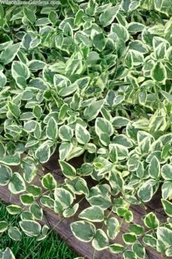 Variegated Bigleaf Periwinkle (Vinca Major 'Variegata') - 18 Pack Of Pint Pots -Plant Series Shop vinca major variegata big leaf periwinkle 14